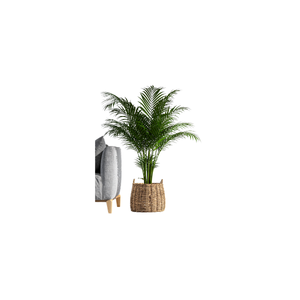 Kentia Palm | Indoor Plants Names for Kids