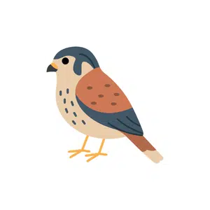Kestrel | Bird Names for Kids in English with Pictures