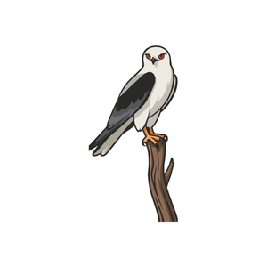 Kite | Bird Names for Kids in English with Pictures