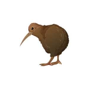 Kiwi | Bird Names for Kids in English with Pictures