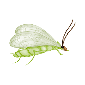 Lacewing