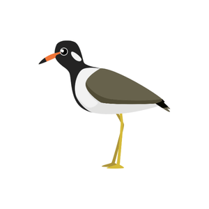 Lapwing | Bird Names for Kids in English with Pictures