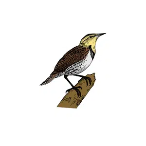 Lark | Bird Names for Kids in English with Pictures