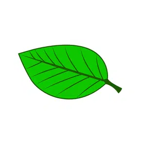 Leaf | Park Things Names for Kids in English