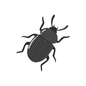 LeafBeetle | Insect Names for Kids in English