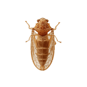 Leafhopper