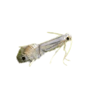 Leafminer | Insect Names for Kids in English