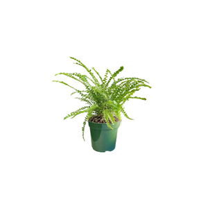 Lemon Button Fern