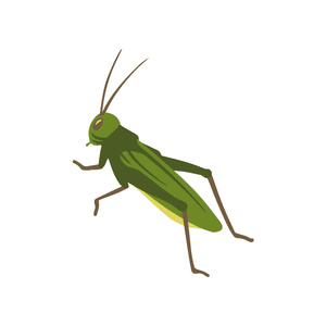 Locust | Insect Names for Kids in English
