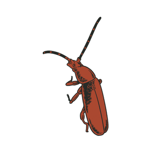 Longhorn Beetle
