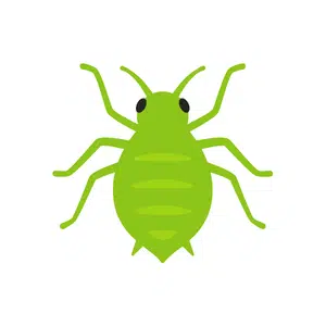 Louse | Insect Names for Kids in English