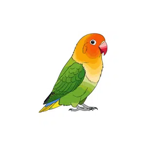 Lovebird 