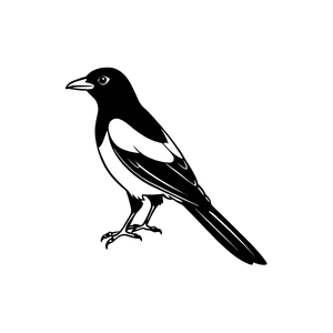 Magpie | Bird Names for Kids in English with Pictures