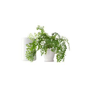 Maidenhair Fern | Indoor Plants Names for Kids