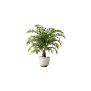 Majesty Palm | Indoor Plants Names for Kids
