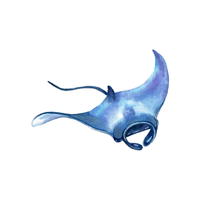 Manta ray