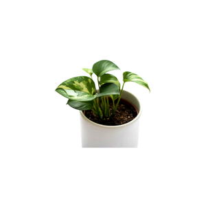 Marble Queen Pothos | Indoor Plants Names for Kids
