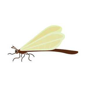 Mayfly | Insect Names for Kids in English