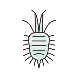 Mealybug
