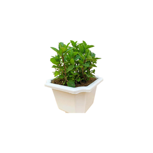 Mint | Indoor Plants Names for Kids