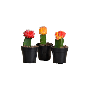 Moon Cactus | Indoor Plants Names for Kids