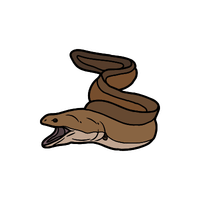 Eel | Sea Animal Names for Kids in English