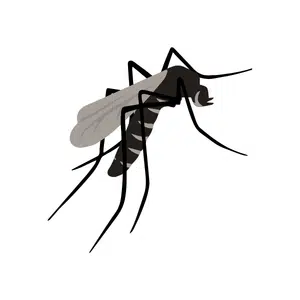 Mosquito | Insect Names for Kids in English