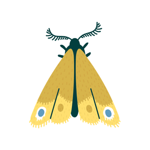 Moth | Insect Names for Kids in English