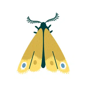 Moth | Insect Names for Kids in English
