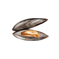 Mussel | Sea Animal Names for Kids in English