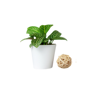 Nerve | Indoor Plants Names for Kids