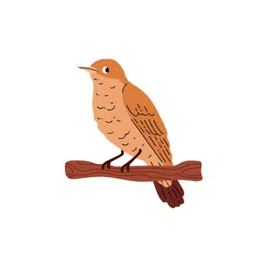 Nightingale