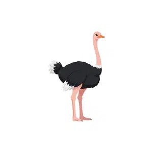 Ostrich