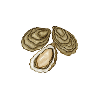 Oyster | Sea Animal Names for Kids in English