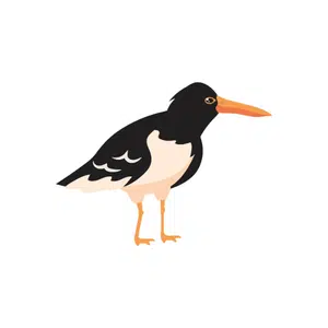 Oystercatcher