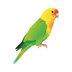 Parrot | Bird Names for Kids in English with Pictures