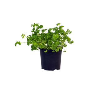 Parsley