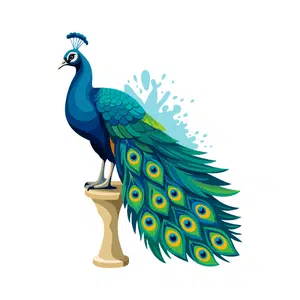 Peacock | Bird Names for Kids in English with Pictures