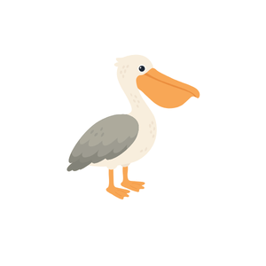 Pelican | Bird Names for Kids in English with Pictures