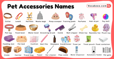 Pet Accessories Names for Kids in English with Pictures