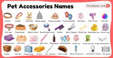 Pet Accessories Names for Kids in English with Pictures