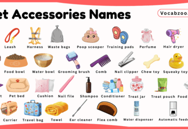 Pet Accessories Names for Kids in English with Pictures