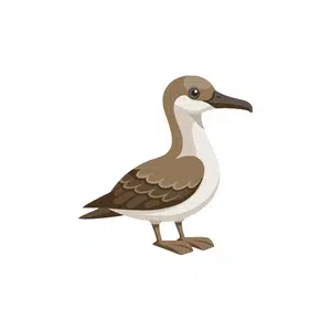Petrel 