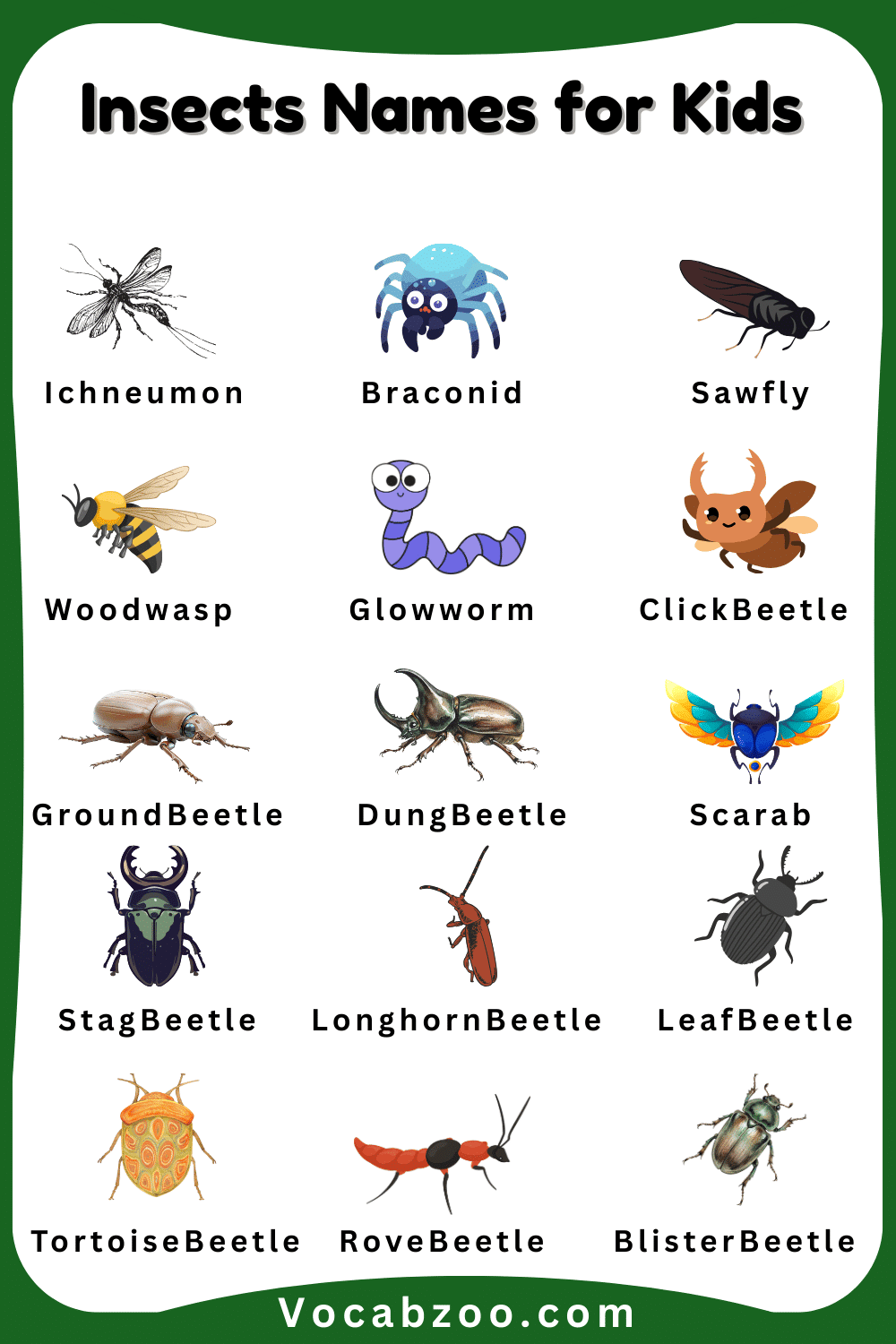 Pictures and Names of Insect for Child
