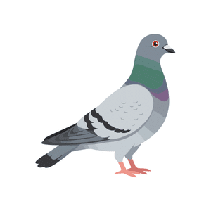 Pigeon | Bird Names for Kids in English with Pictures