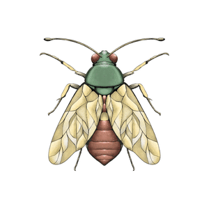 Planthopper