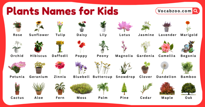 Plants Names for Kids in English with Pictures