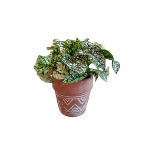 Polka Dot | Indoor Plants Names for Kids