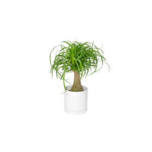 Ponytail Palm | Indoor Plants Names for Kids