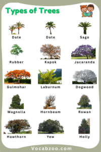Trees Names for Kids in English with Pictures - Vocabzoo